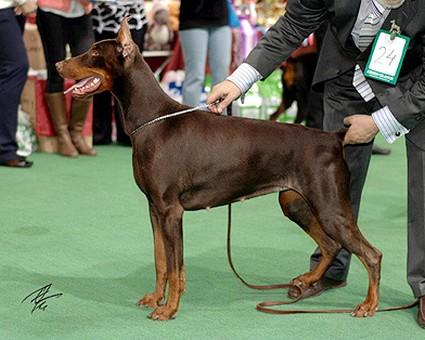 Nimfa iz Zoosfery | Brown Doberman Pinscher