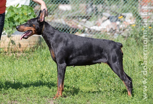 Gelina Iz Korolevstva D'Allba | Black Doberman Pinscher