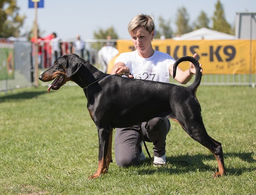 Perrie Iz Korolevstva D'Allba | Black Doberman Pinscher