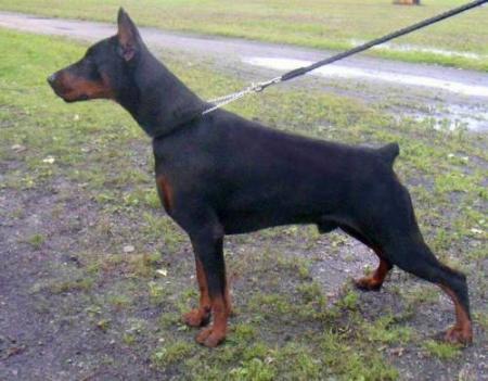 A'Donikons Tibull | Black Doberman Pinscher