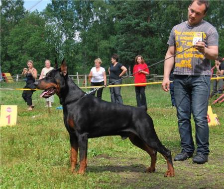 A'Donikons Tiron | Black Doberman Pinscher