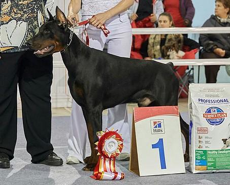 Sempre Fedele Berkut | Black Doberman Pinscher