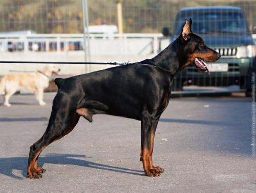 Gallaburg Vasabi | Black Doberman Pinscher