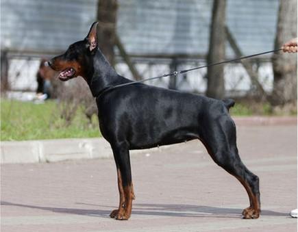 Gallaburg Verona | Black Doberman Pinscher