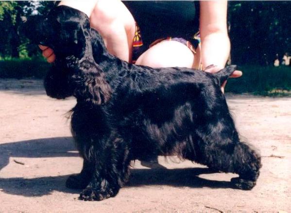 Dark Angel from Lost and Found | English Cocker Spaniel 