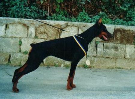 Alema (LO0181084) | Black Doberman Pinscher