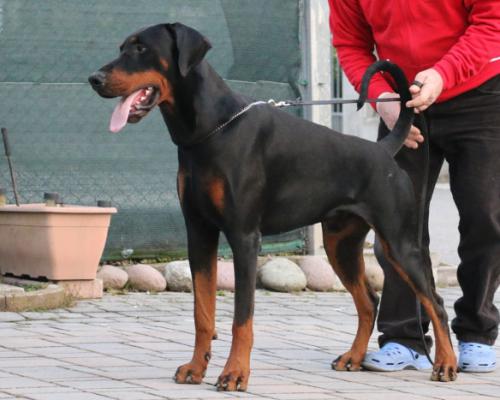 Caruso del Rio Bianco | Black Doberman Pinscher