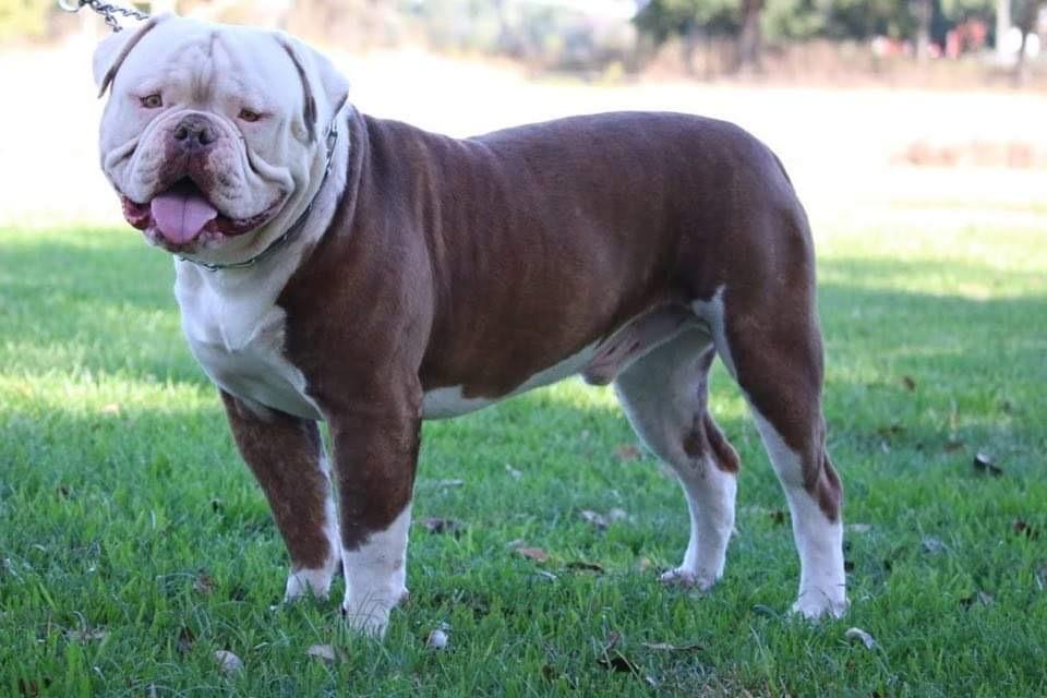 Cajun Country's Oakley | American Bulldog 