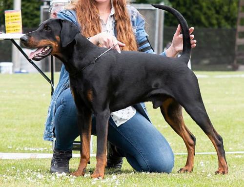 Cape Secure Hemingway Hammer | Black Doberman Pinscher