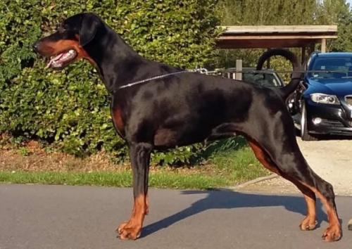 Purple Lizzy v. Royaert | Black Doberman Pinscher