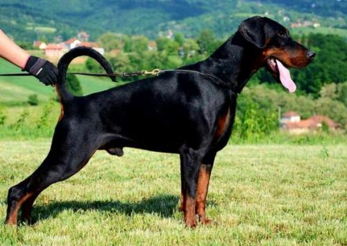 Mars v. Venzoland | Black Doberman Pinscher