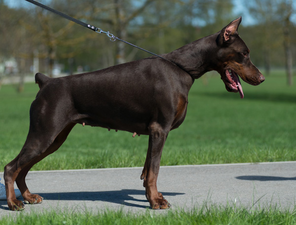 Diamond Gloss Sav San | Brown Doberman Pinscher