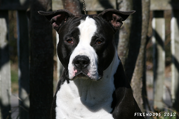 Firewood's Brooklyn Bridge | American Staffordshire Terrier 