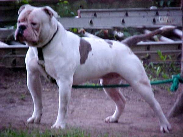 Dailey's Rebel O'War PH-0.32/0.32 | American Bulldog 