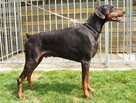 Stinger Troyer Canine's Club | Black Doberman Pinscher