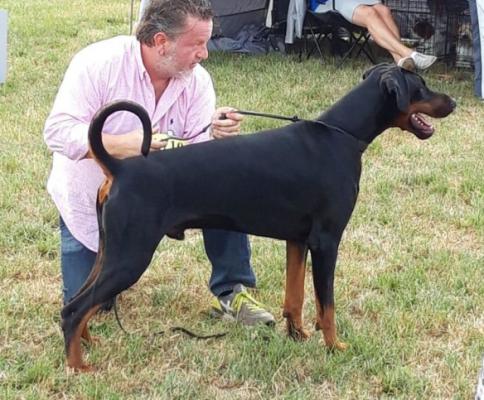 Pistorius di Prisconte | Black Doberman Pinscher