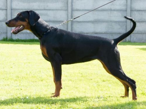 Nordsea Pride Odessa Black Enigma | Black Doberman Pinscher