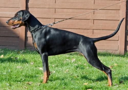 Nordsea Pride Olivia | Black Doberman Pinscher