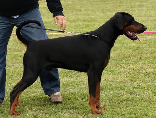 Porthos v. Royaert | Black Doberman Pinscher