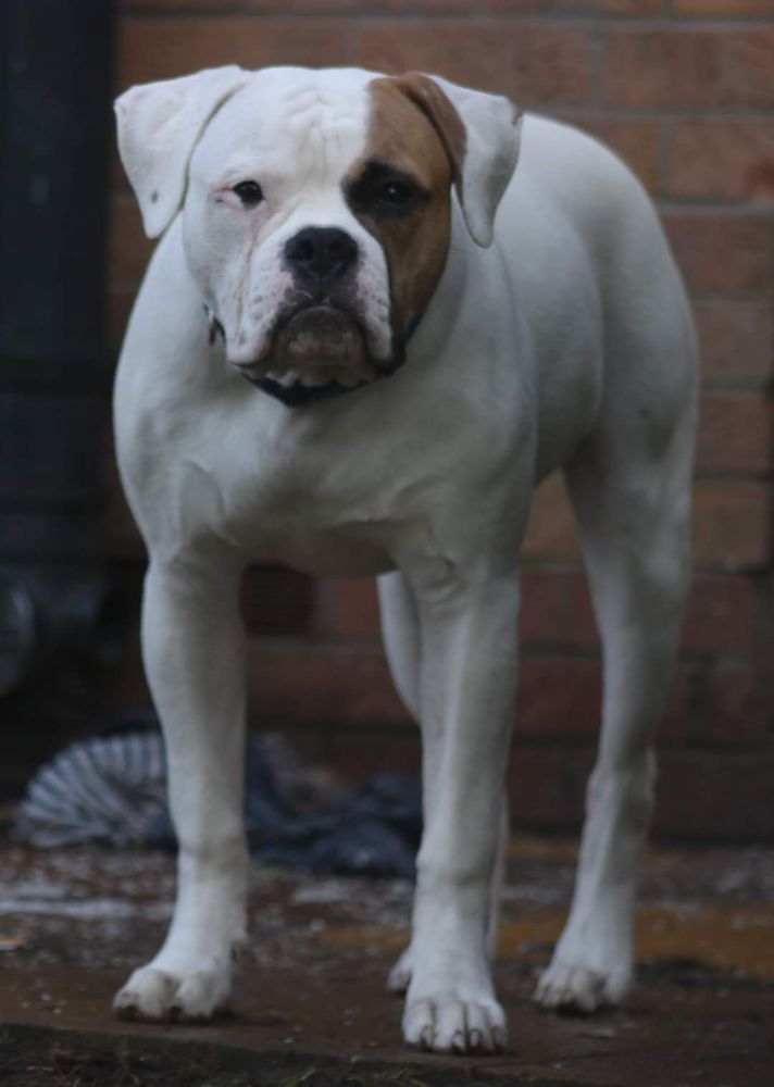 K9 Warrior'S Reggy Escorbark | American Bulldog 