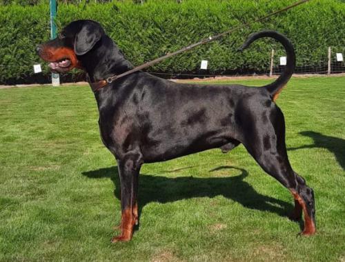 Phons v. Frieslands Glorie | Black Doberman Pinscher