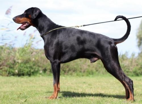 Pike v. Frieslands Glorie | Black Doberman Pinscher