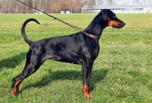 Pandora v. Frieslands Glorie | Black Doberman Pinscher