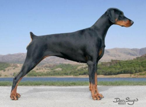 Otago Tahora | Black Doberman Pinscher