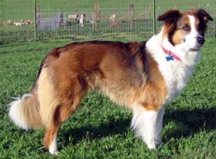 Peaslee's Honey of Shepherd's Way | English Shepherd 