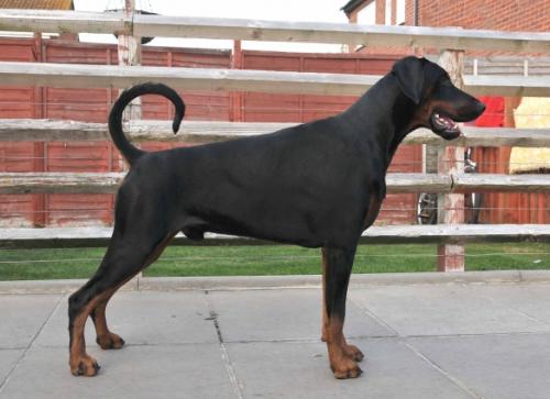 Amazon Armani | Black Doberman Pinscher