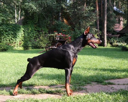 Artemis Treasures Sharon | Black Doberman Pinscher