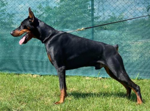 Infinity Amoris Bez Straha | Black Doberman Pinscher