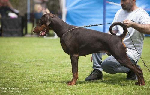 Infinity Amoris Calina | Brown Doberman Pinscher