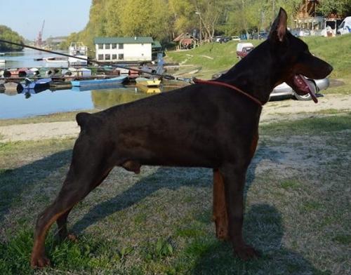 Ruffus di Casa Montenegro | Brown Doberman Pinscher