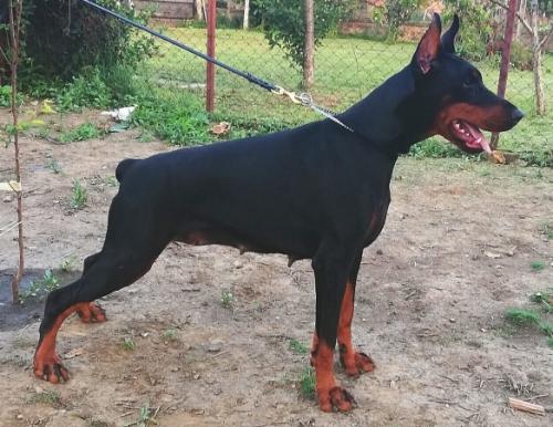 Decima v. Zhaveli | Black Doberman Pinscher