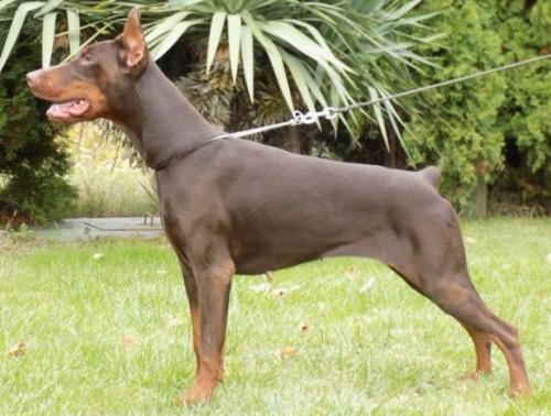 Lia Loca di Casa Montenegro | Brown Doberman Pinscher