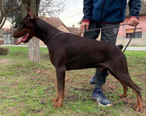 Vivaro di Casa Montenegro | Brown Doberman Pinscher