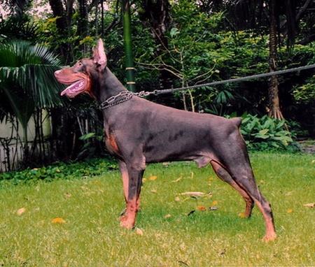 Citone di Casa Montenegro | Brown Doberman Pinscher