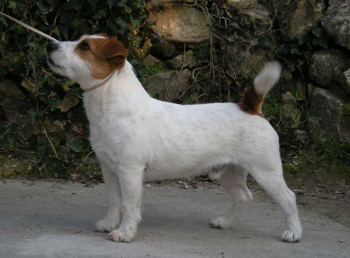 Chopin of mayo land | Jack Russell Terrier 