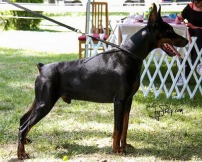 Diablo di Casa Montenegro | Black Doberman Pinscher