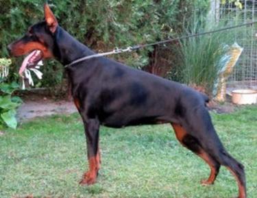 Borgia di Casa Montenegro | Black Doberman Pinscher