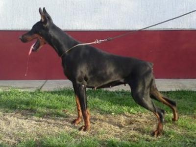 Bocasa di Casa Montenegro | Black Doberman Pinscher