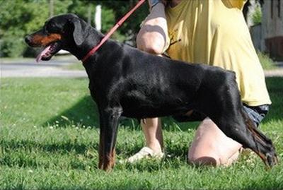 Enigma di Casa Montenegro | Black Doberman Pinscher