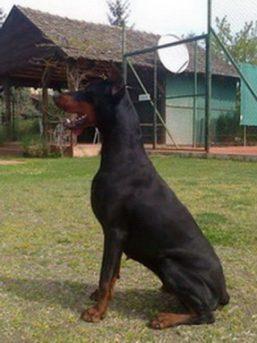 Faery di Casa Montenegro | Black Doberman Pinscher