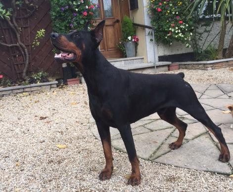 Imagio di Casa Montenegro | Black Doberman Pinscher