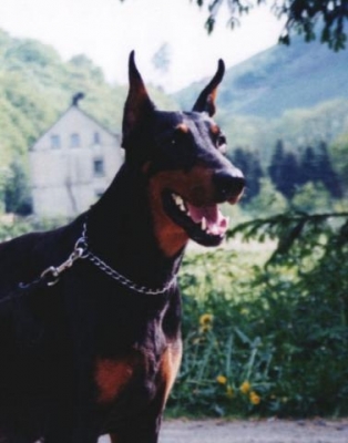 Black Bonny v. Franckenhorst | Black Doberman Pinscher