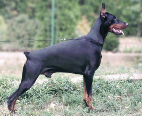 Bingo v. Cobra | Black Doberman Pinscher