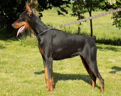 Osaka di Casa Montenegro | Black Doberman Pinscher