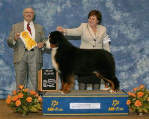 Tallpine's Life of The Party | Bernese Mountain Dog 