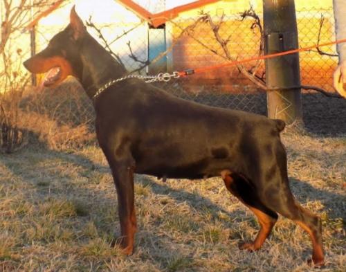 Odesa di Casa Montenegro | Black Doberman Pinscher